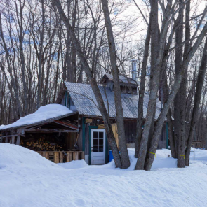 cabane à sucre.png