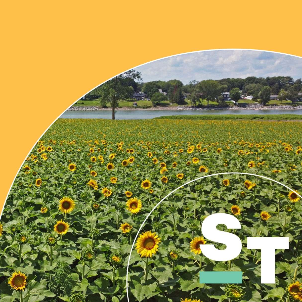 tournesol_cdmfzo